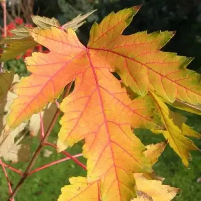 Клен серебристый в Светлогорске