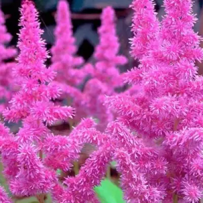 Астильба АМЕТИСТ Арендса в Светлогорске