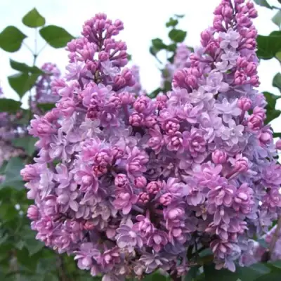 Сирень КОЛХОЗНИЦА в Светлогорске