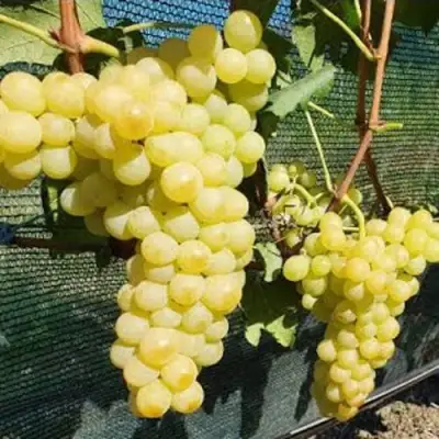 Виноград КИШМИШ ЗОЛОТЦЕ в Светлогорске