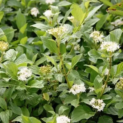 Дерен ФЛАВИРАМЕА отпрысковый в Светлогорске