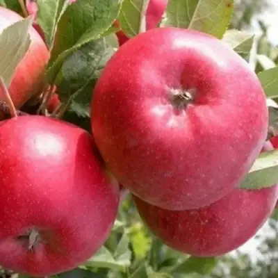 Яблоня ПОСПЕХ в Светлогорске
