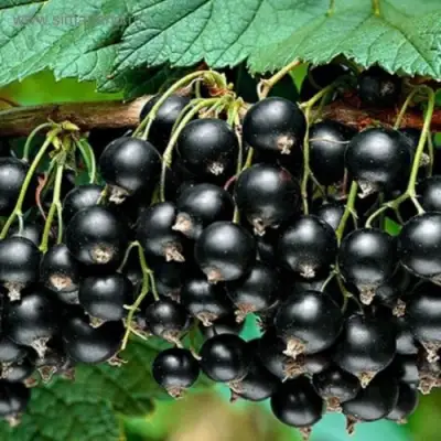 Смородина черная БЕН КОНАН в Светлогорске