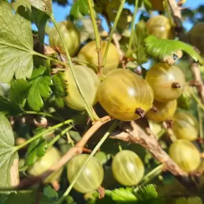 Крыжовник БЕЛОРУCСКИЙ САХАРНЫЙ 2 в Светлогорске