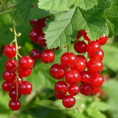 Смородина красная РОНДОМ в Светлогорске
