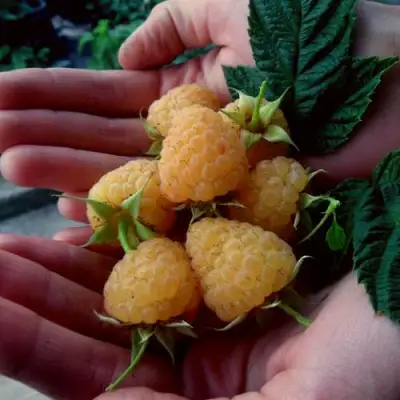 Малина ЗЮГАНА ЗОЛОТАЯ в Светлогорске