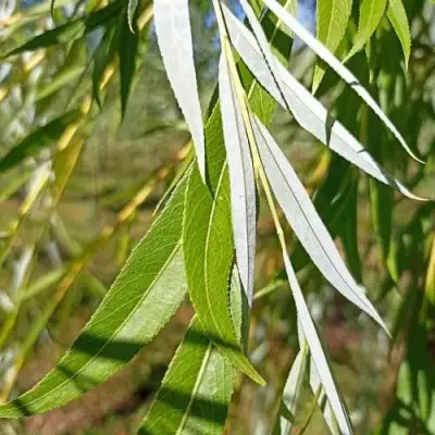 Ива ВИТЕЛЛИНА белая  в Светлогорске