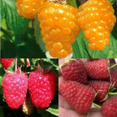 Комплект ЗОЛОТАЯ МАЛИНА в Светлогорске