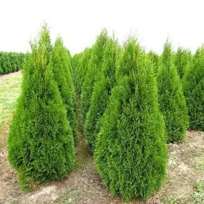 Туя СМАРАГД западная в Светлогорске