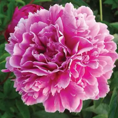 Пион ПУРПУРНАЯ ФЕЕРИЯ травянистый в Светлогорске