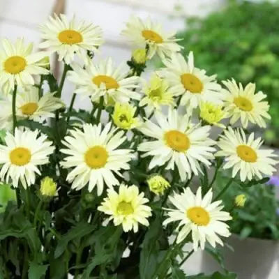 Нивяник БРОДВЕЙ ЛАЙТС великолепный в Светлогорске