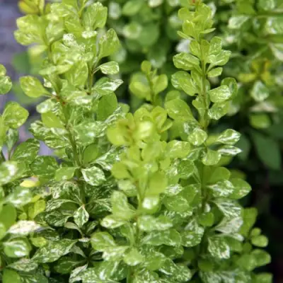 Барбарис ПАУ ВАУ тунберга в Светлогорске