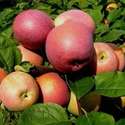 Яблоня СЛАВА ПОБЕДИТЕЛЯМ в Светлогорске