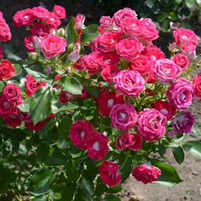 Роза ШОНЕ КОБЛЕНЦЕРИН флорибунда в Светлогорске