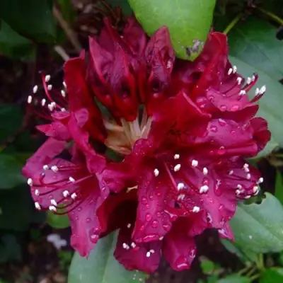 Рододендрон КАЛИ в Светлогорске