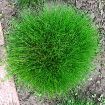 Овсяница ГОТЬЕ в Светлогорске