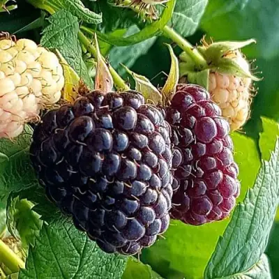 Малина БЛЭК ПОЛЬКА (ХЕБАН) в Светлогорске