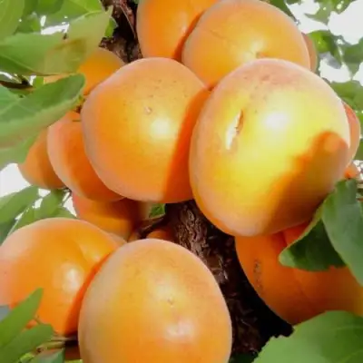 Абрикос ДЕСЕРТНЫЙ в Светлогорске