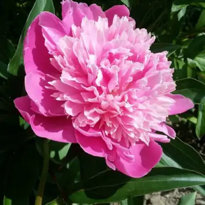 Пион ГОЛУБАЯ ХРИЗАНТЕМА травянистый в Светлогорске