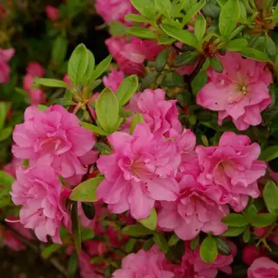 Азалия РОЗИНЕТТА японская в Светлогорске