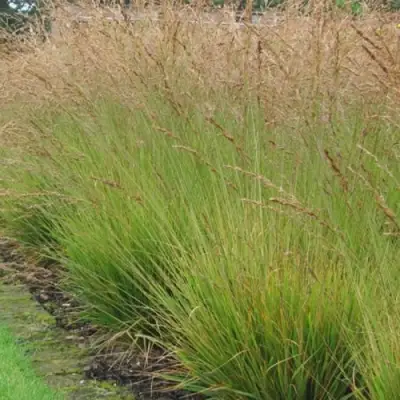 Молиния ПОЛ ПЕТЕРСОН голубая в Светлогорске