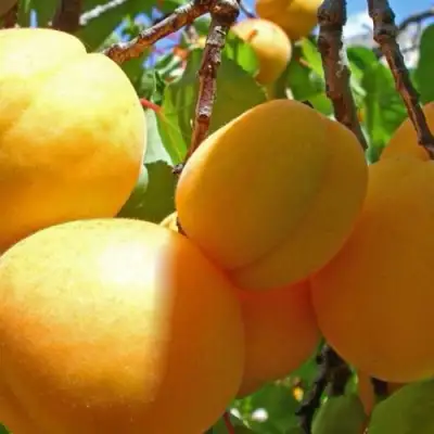 Абрикос ПАМЯТЬ ЛОЙКО в Светлогорске