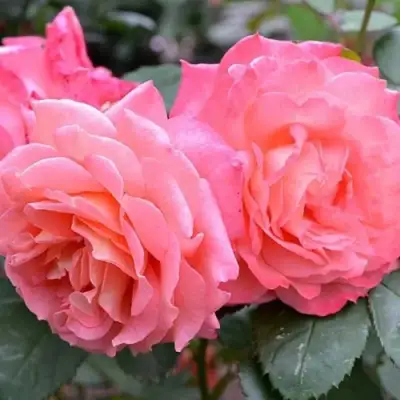 Роза ИНСТИТУТ ЛЮМЬЕР шраб в Светлогорске