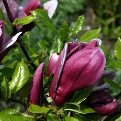 Магнолия НИГРА в Светлогорске