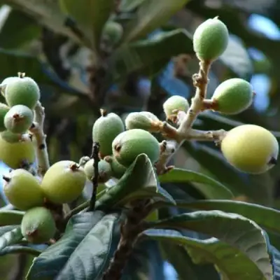 МУШМУЛА  в Светлогорске