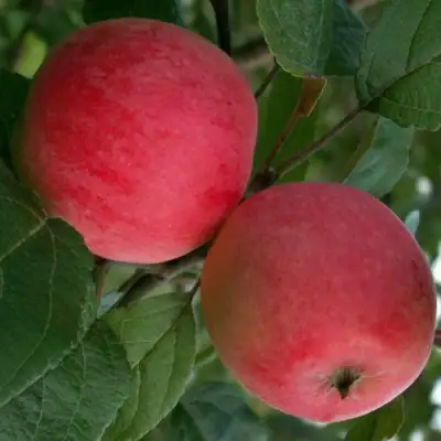 Яблоня СУЙСЛЕПСКОЕ (МАЛИНОВКА) в Светлогорске