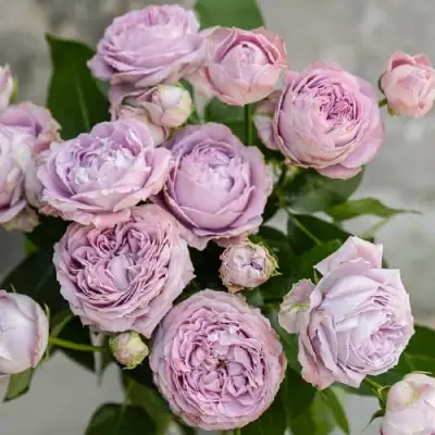 Роза ЛАВАНДЕР БАБЛС спрей в Светлогорске