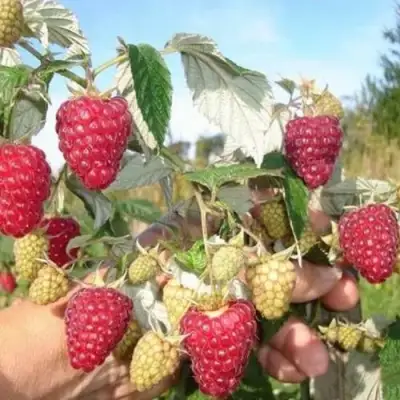 Малина ЖАР-ПТИЦА в Светлогорске