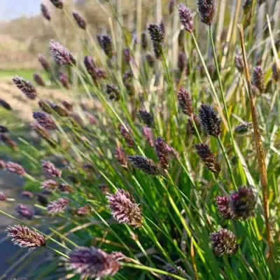 Сейслерия ХЕФЛЕРА в Светлогорске