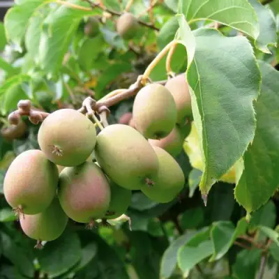 Актинидия ЛЮСИ аргута  в Светлогорске