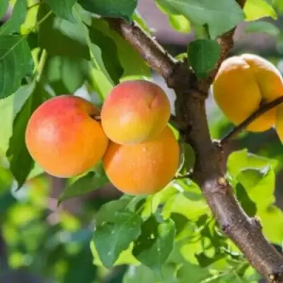 Абрикос РИТАУСМА в Светлогорске