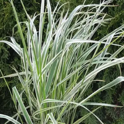 Вейник ОВЕРДАМ остроцветковый в Светлогорске