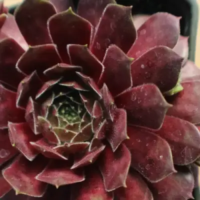 Молодило БЛЭК МОУНТЭЙН в Светлогорске