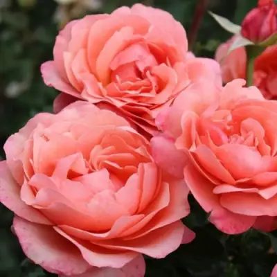 Роза КОРАЛ ЛИОНС РОУЗ флорибунда в Светлогорске