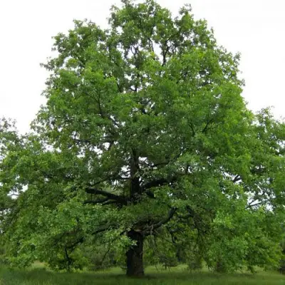 Дуб черешчатый в Светлогорске