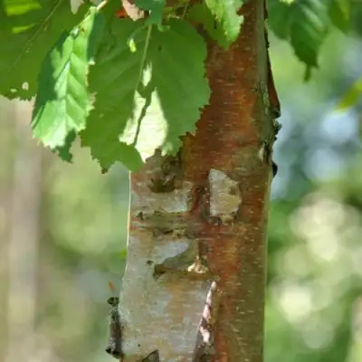 Береза бумажная в Светлогорске