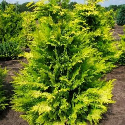 Кипарисовик ГОЛДЕН ВОНДЕР лавсона в Светлогорске