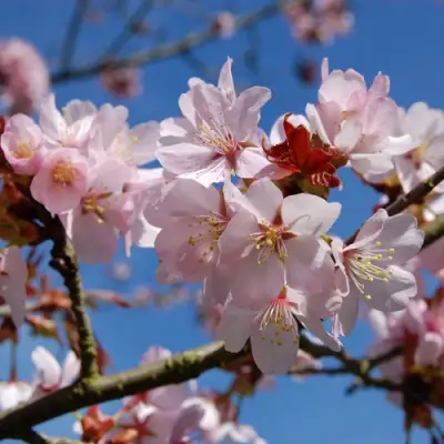 Вишня РАНЧО САРЖЕНТА в Светлогорске