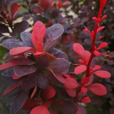 Барбарис РЕД ПИЛЛАР тунберга в Светлогорске