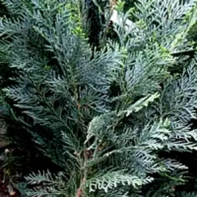 Кипарисовик ДАРТС БЛЮ РИББОН лавсона в Светлогорске