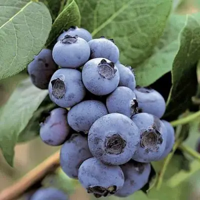 Голубика ПАТРИОТ в Светлогорске