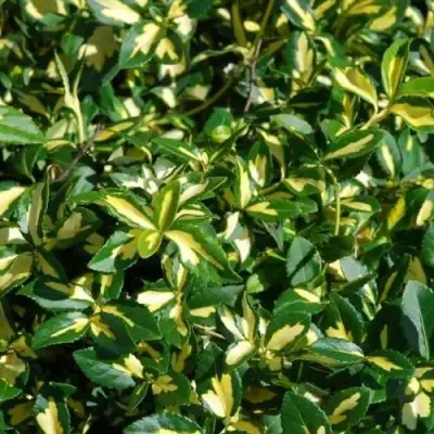 Бересклет САНСПОТ форчуна в Светлогорске