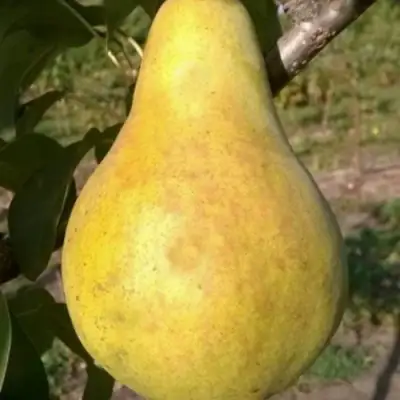 Груша КОНКОРД в Светлогорске