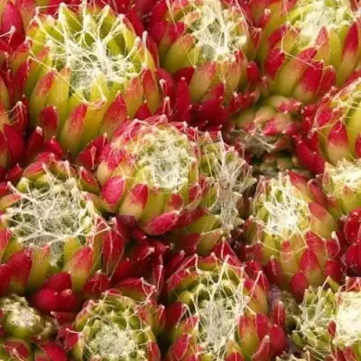 Молодило ХУКЕРА в Светлогорске