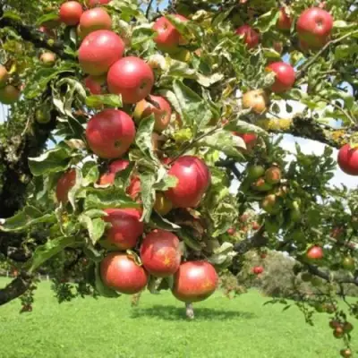 Яблоня ОРЛИК в Светлогорске