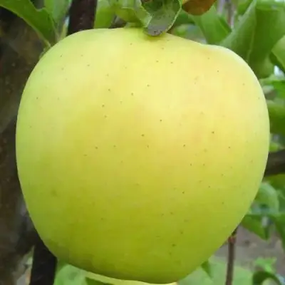 Яблоня ГОЛДЕН ДЕЛИШЕС в Светлогорске